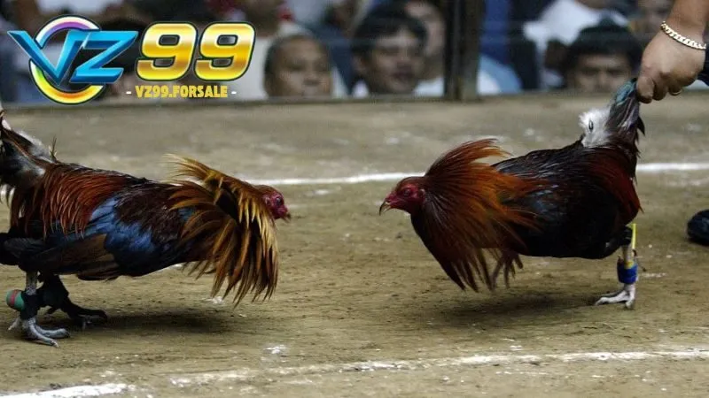 Đá gà Cuban rặc – Sức mạnh, tốc độ và kỹ thuật đỉnh cao 4 da-ga-cuban-rac-3