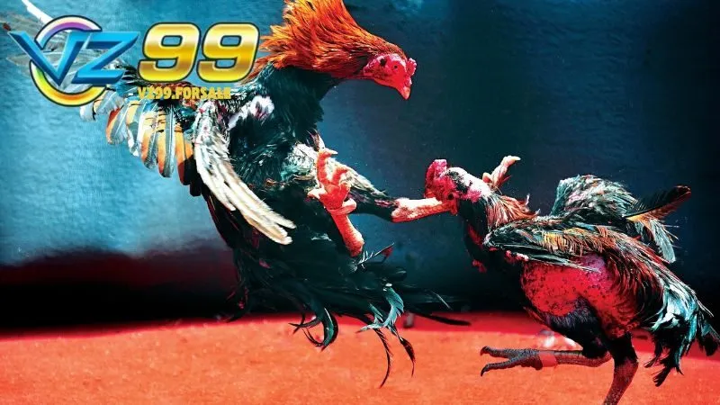 Gà Cọp Thomo – Chiến kê bất bại trên đấu trường 4 ga-cop-thomo-3