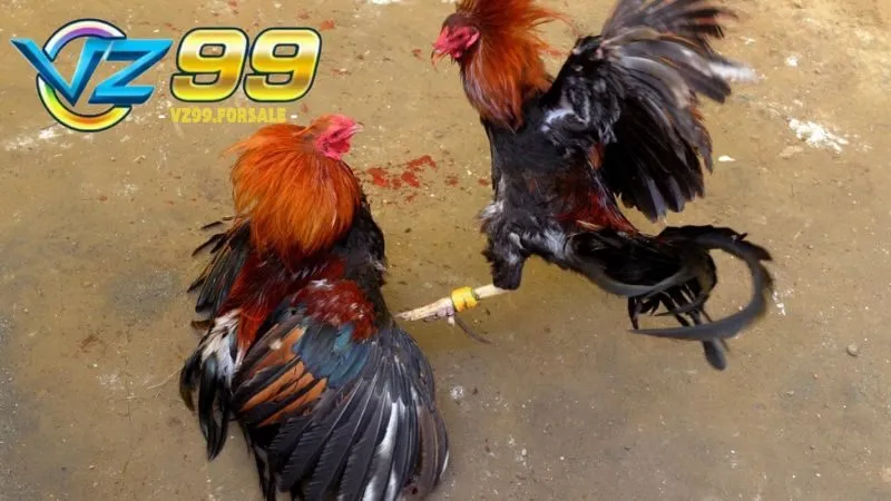 Những vảy gà linh – Dấu hiệu chiến kê bất bại 2 nhung-vay-ga-linh-1